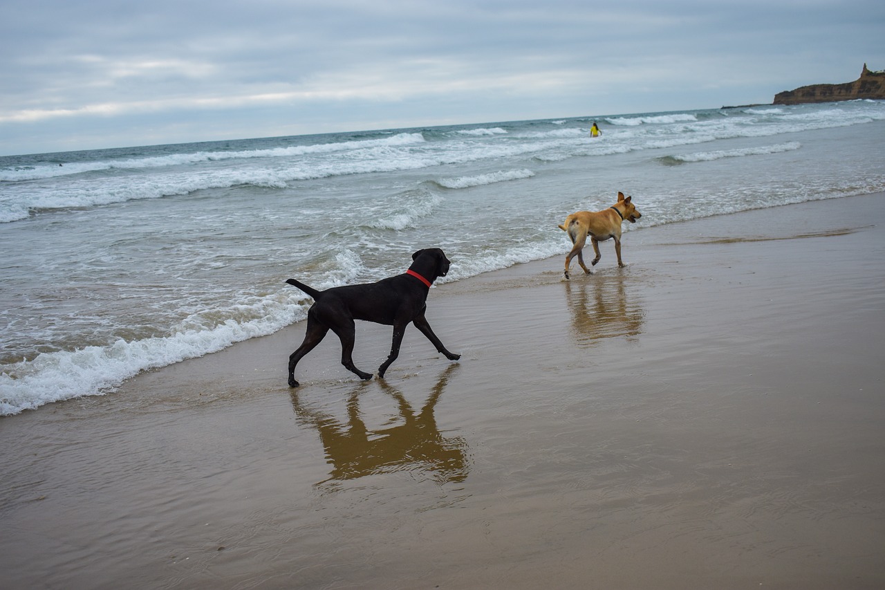 dogs  sea  beach free photo