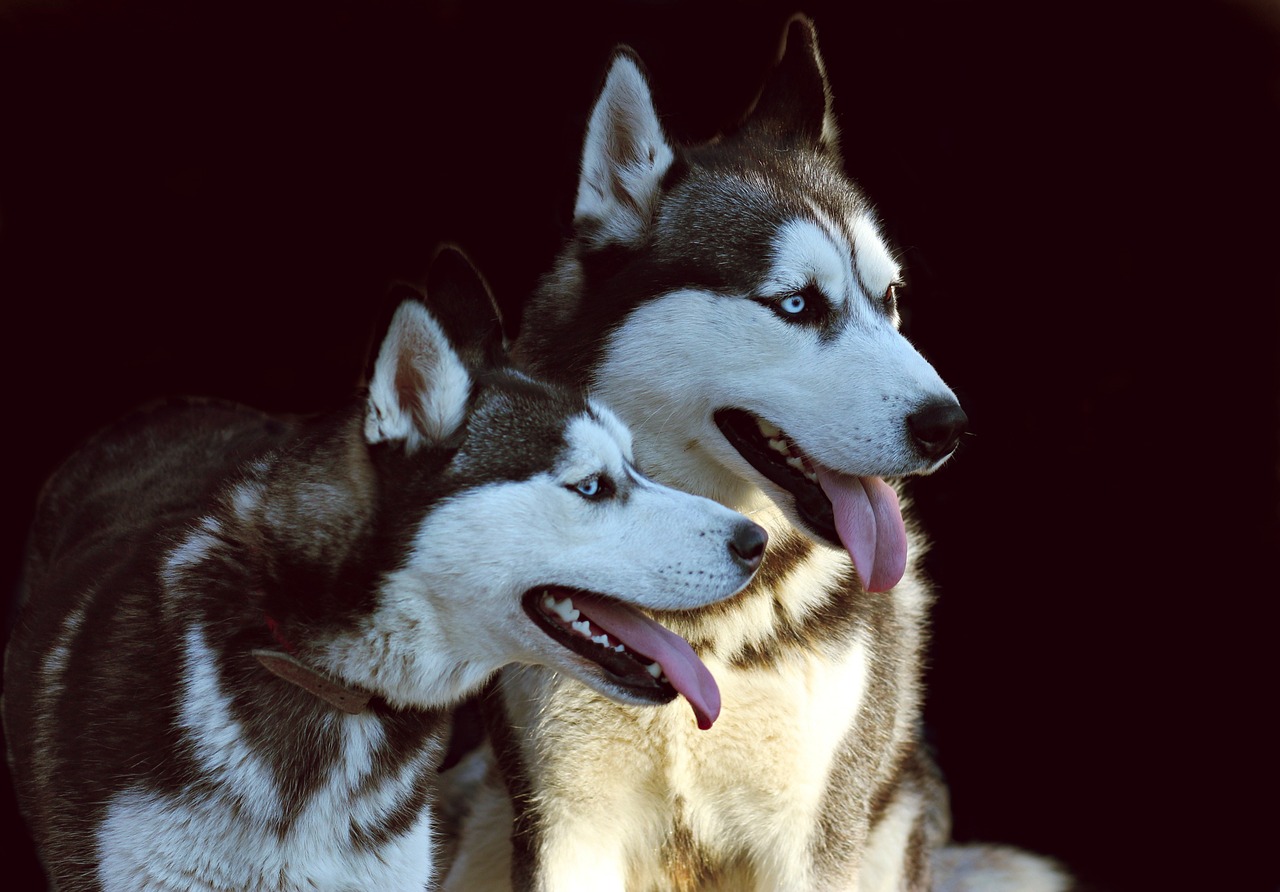 dogs  husky  pair free photo