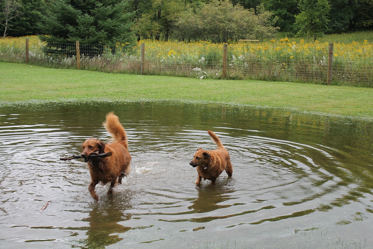 dogs  pond  water free photo