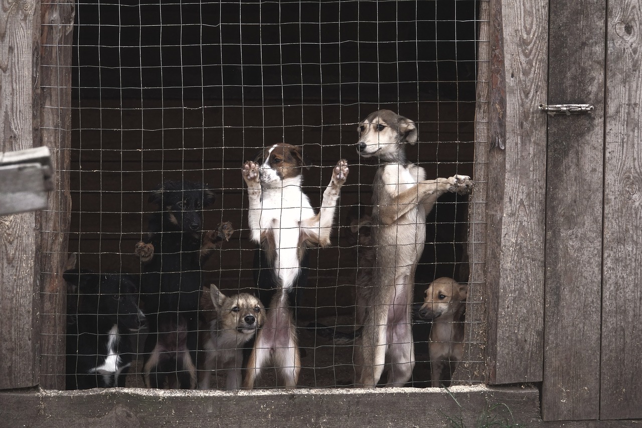 dogs  aviary  shelter free photo