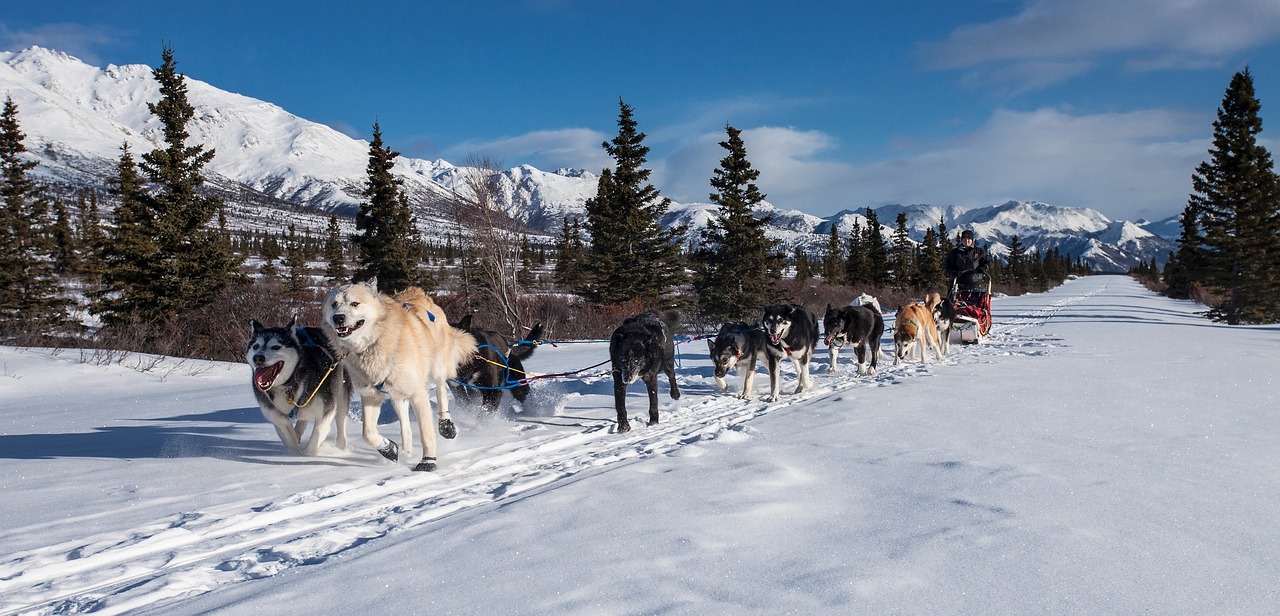 dogs  sled  team free photo