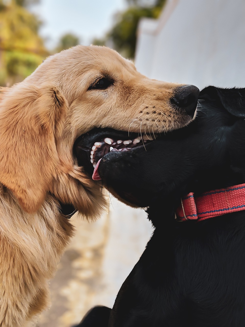 dogs  two dogs  brownie free photo