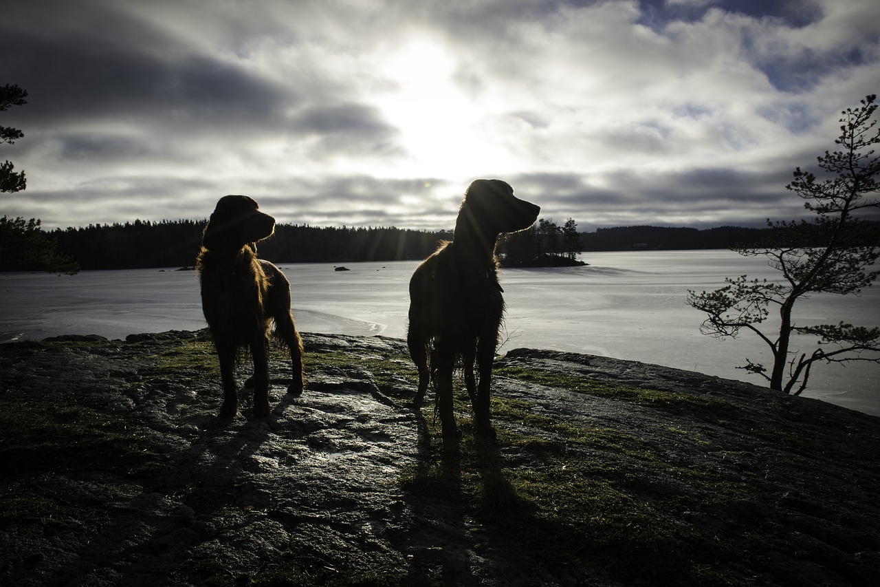 dogs  lake  water free photo