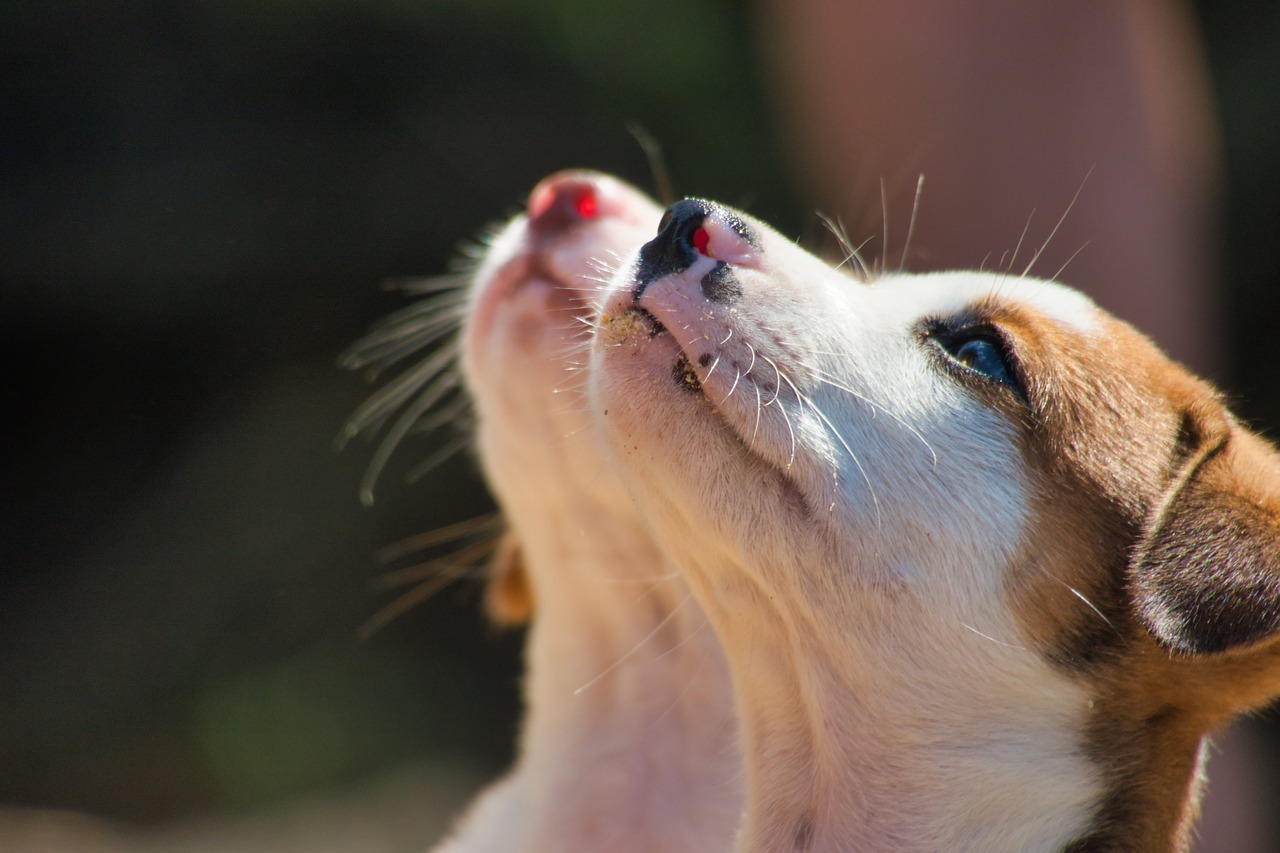 dogs  puppies  begging free photo