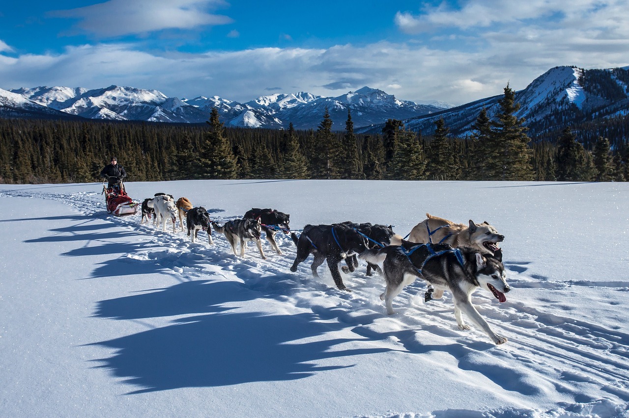 dogs  sled  team free photo