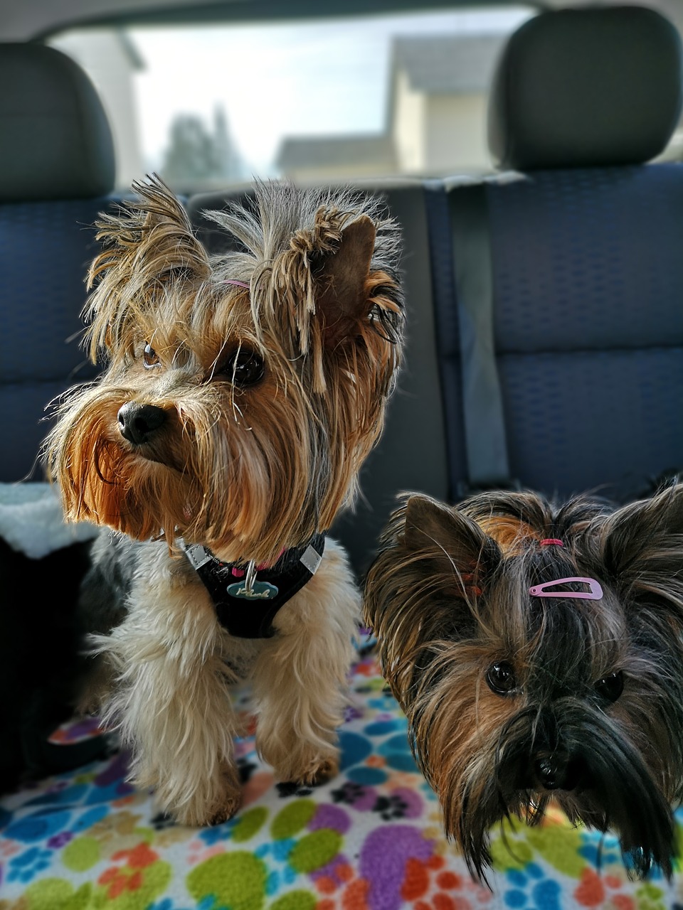 dogs  yorkshire terrier  back seat free photo