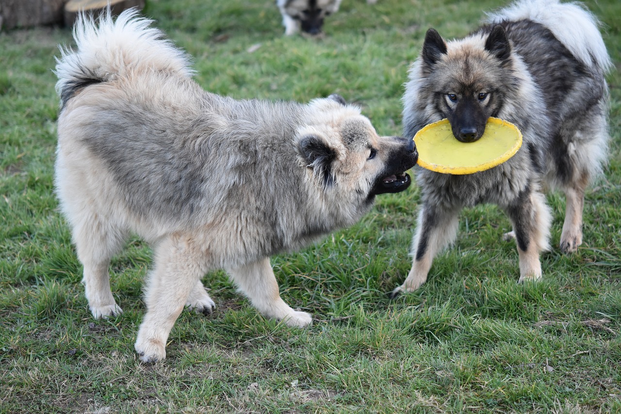 dogs  dogs eurasier  dogs play frisbee free photo