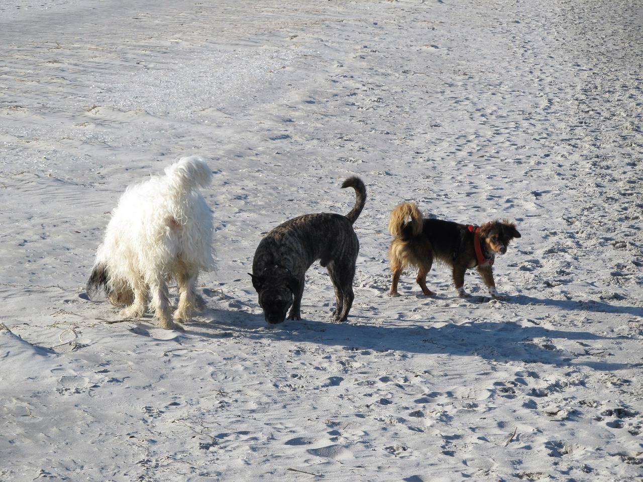 dogs beach friends free photo