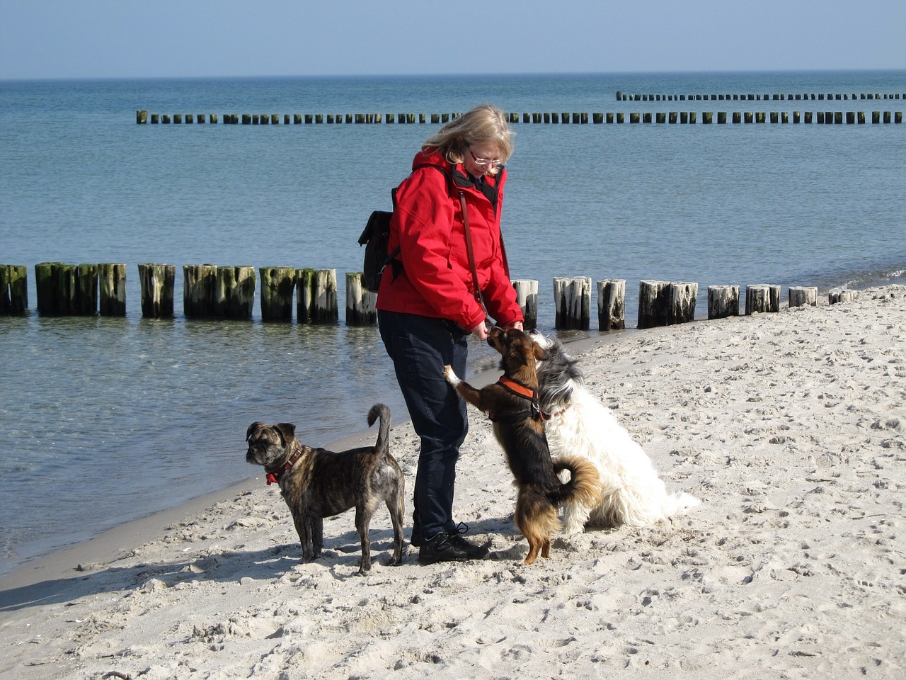 dogs feeding beach free photo