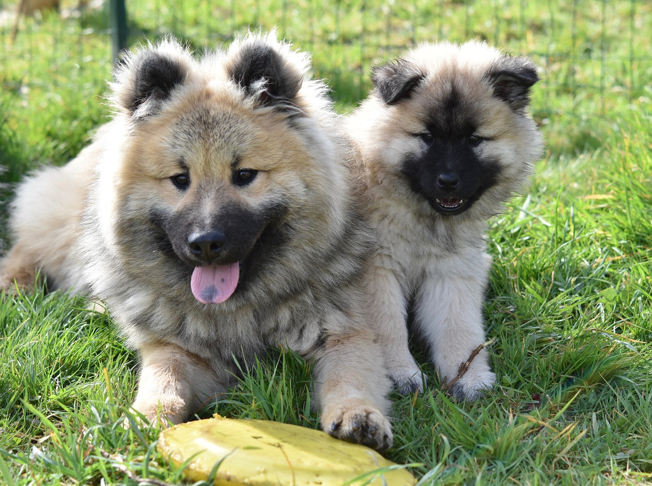 dogs  young dogs  dogs eurasier free photo