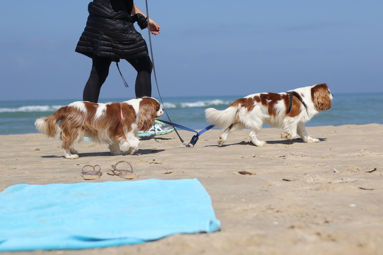 dogs  breed  sea free photo