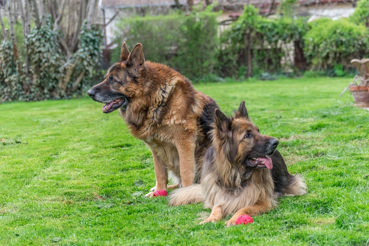dogs  german shepherd  canine free photo