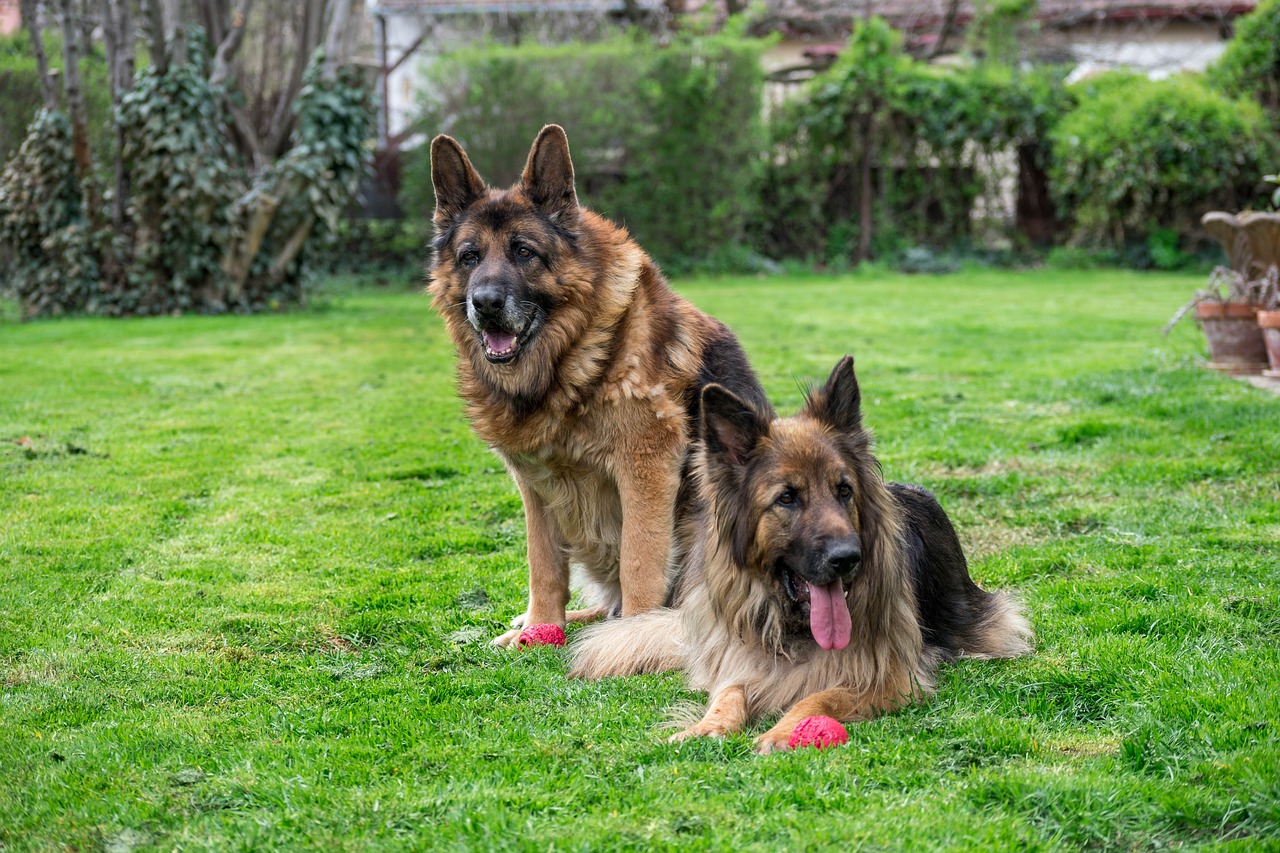 dogs  german shepherd  animal free photo