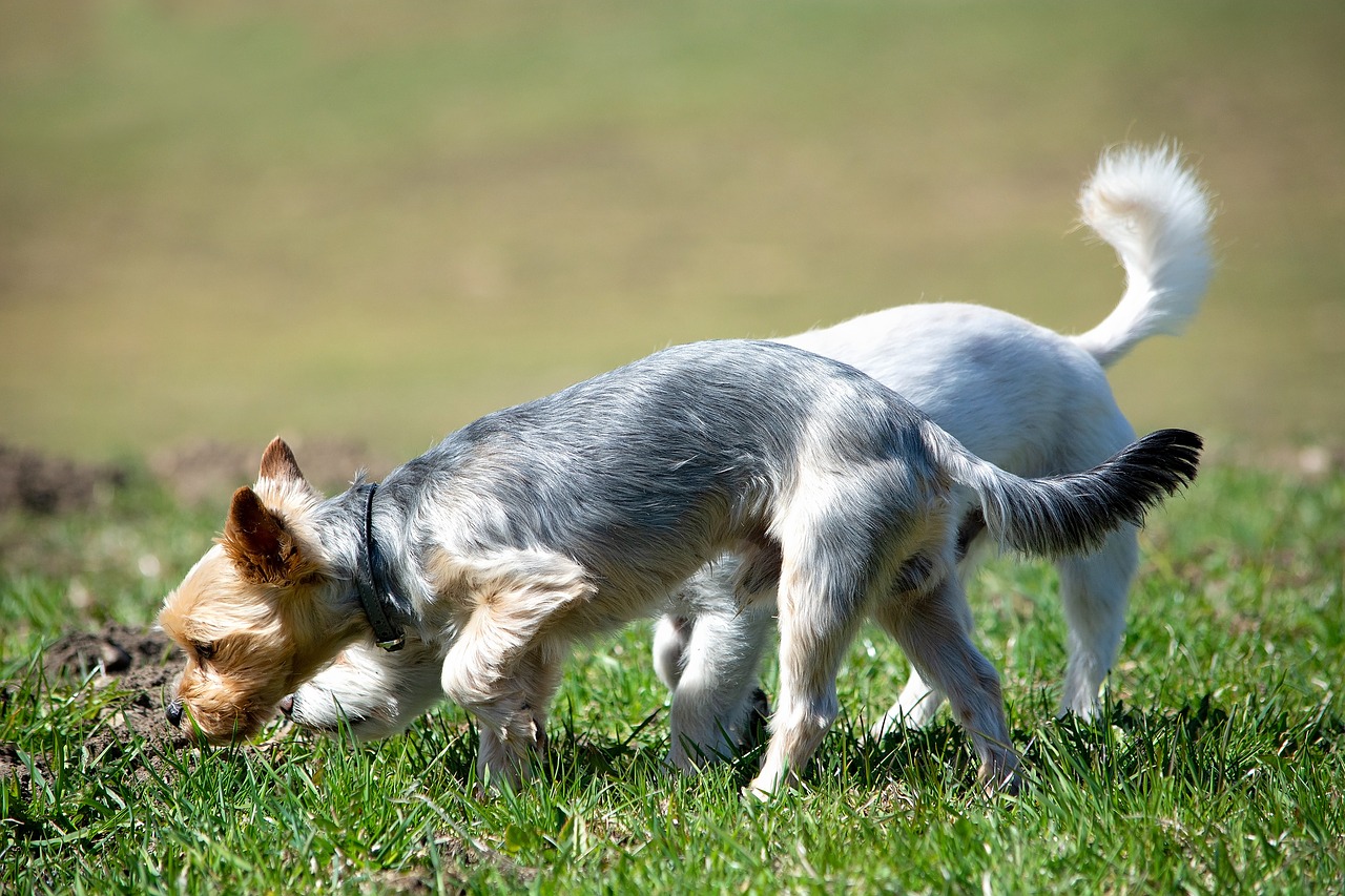 dogs  out  meadow free photo