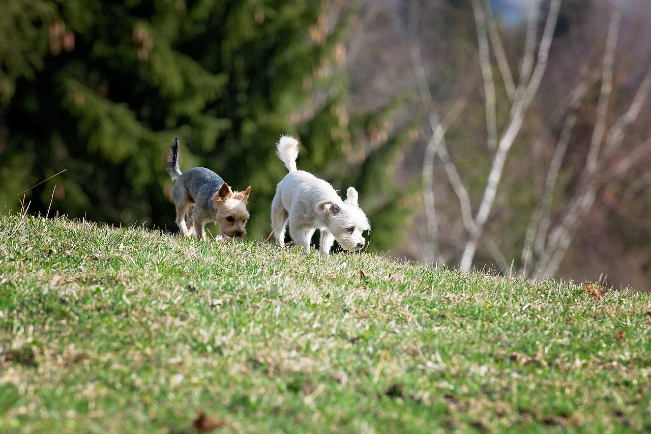 dogs  out  meadow free photo