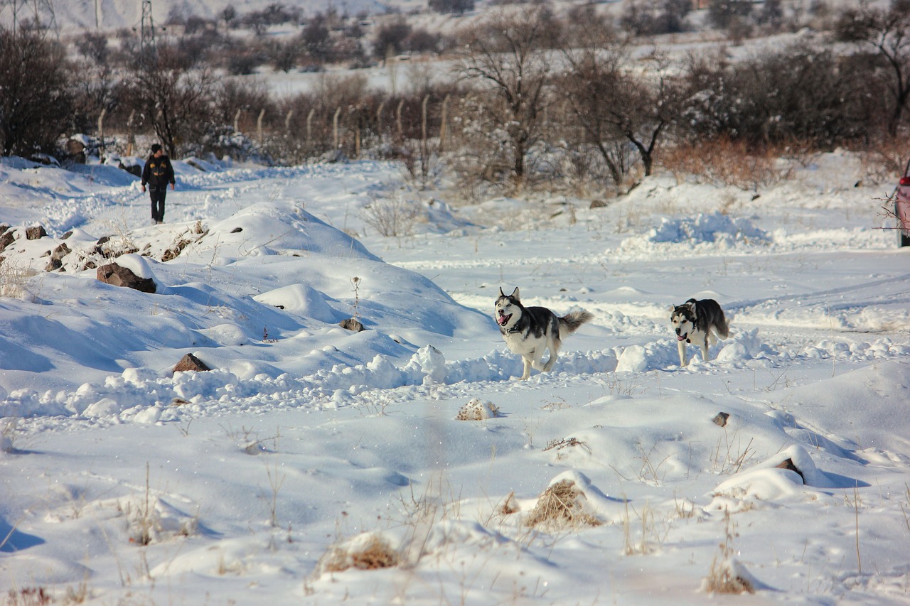 dogs  snow  wolves free photo