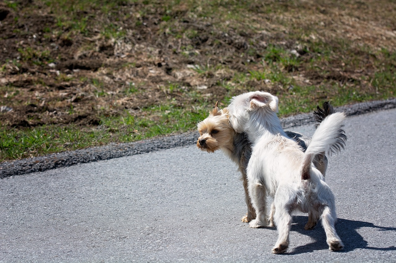 dogs  small  out free photo