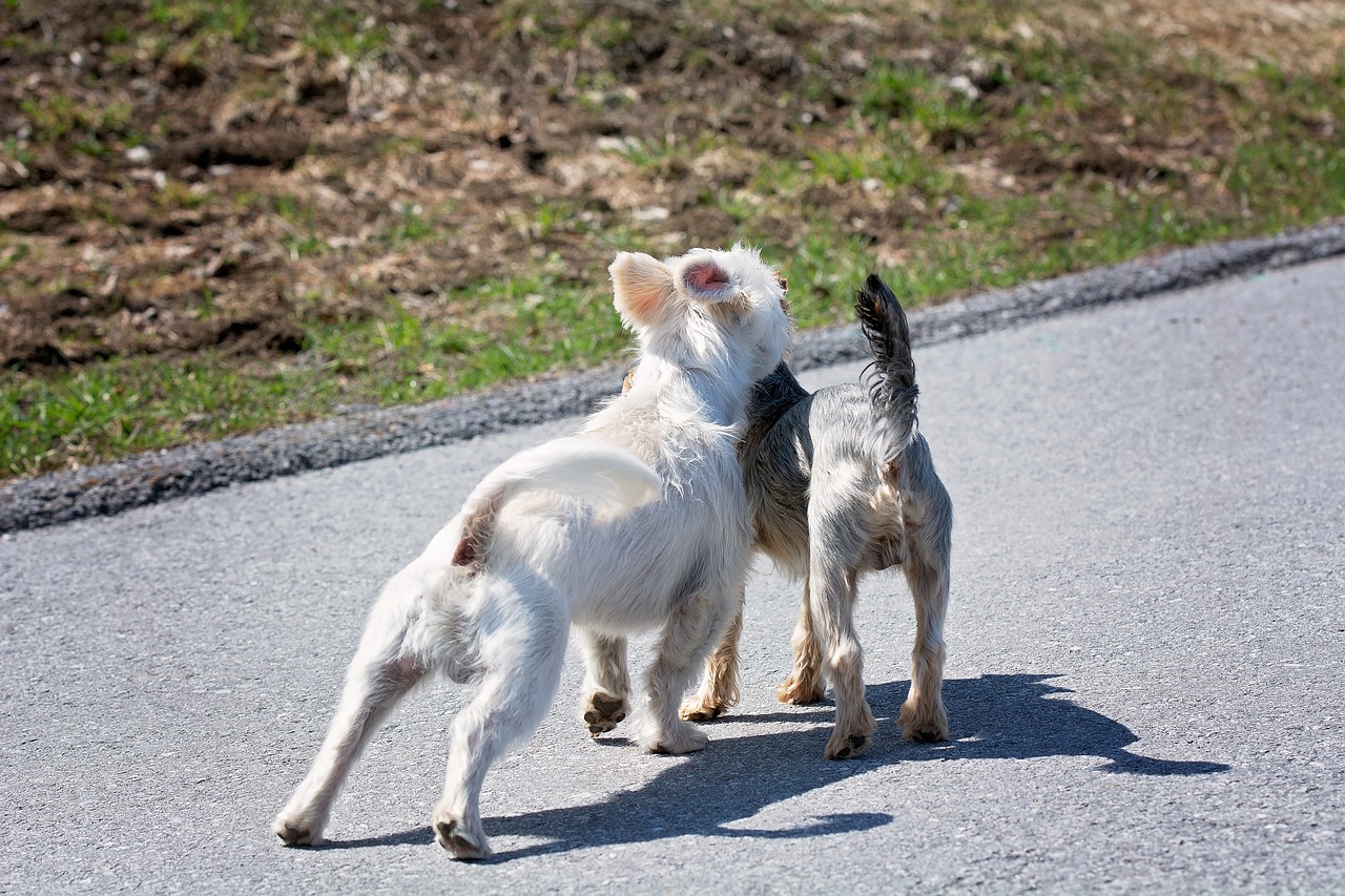 dogs  out  encounter free photo