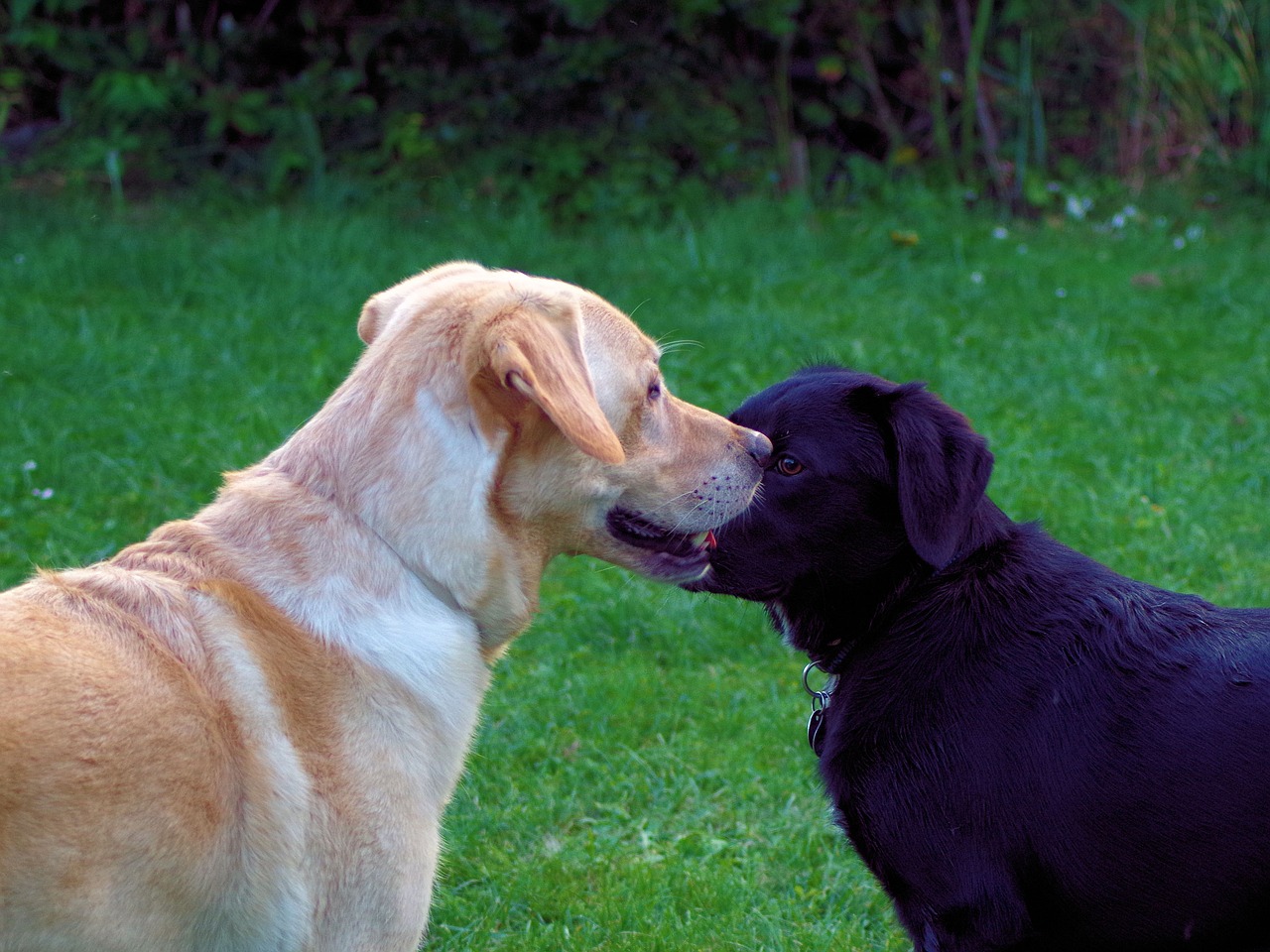 dogs  labrador  black free photo