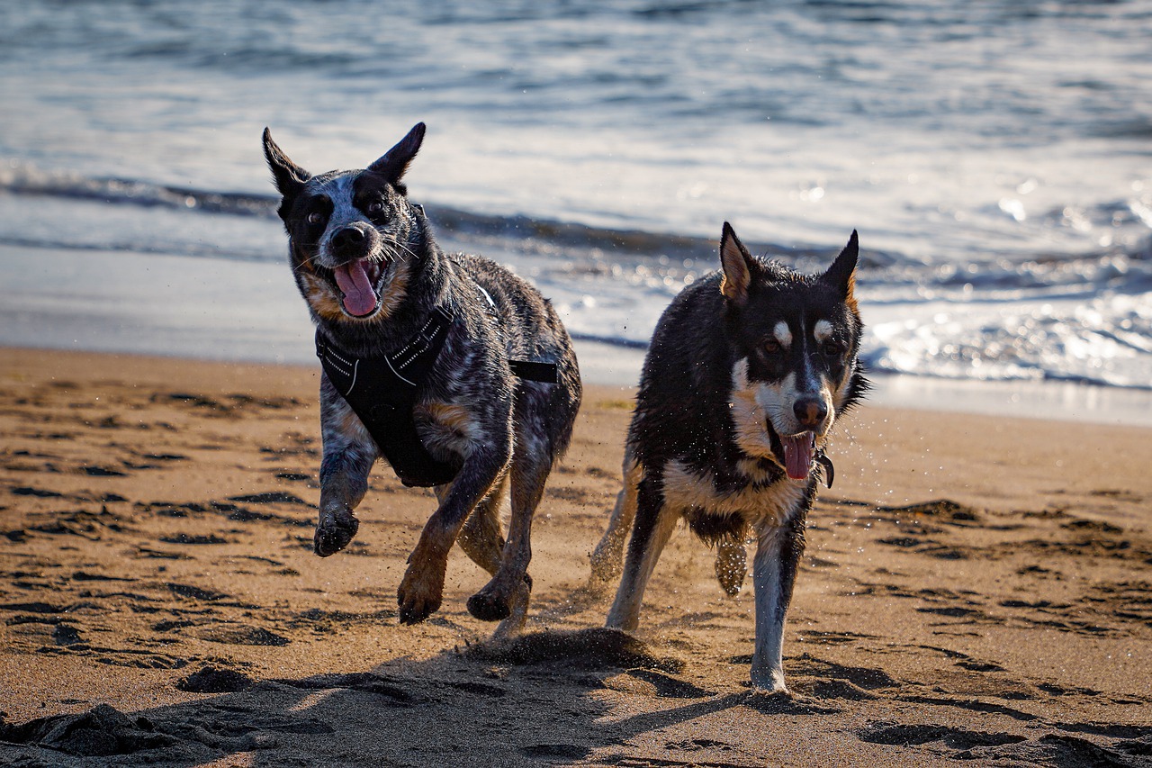 dogs  playing  happy free photo