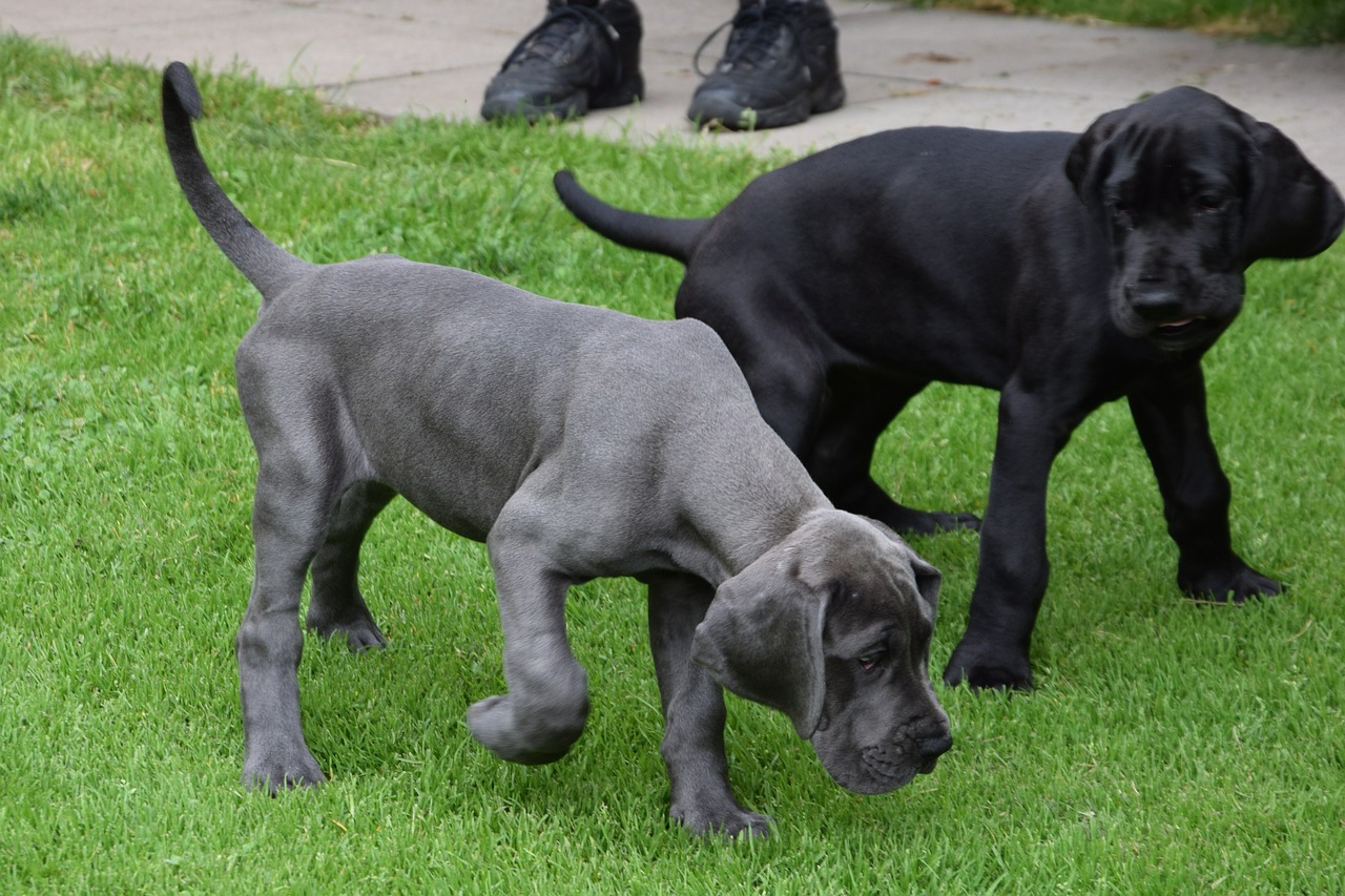dogs puppies great danes free photo
