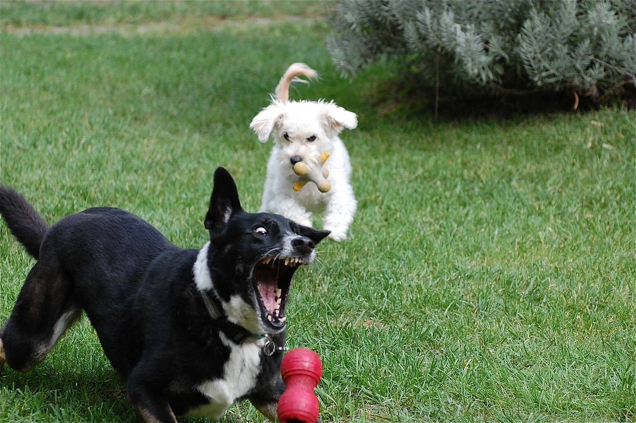 dogs playing ball free photo