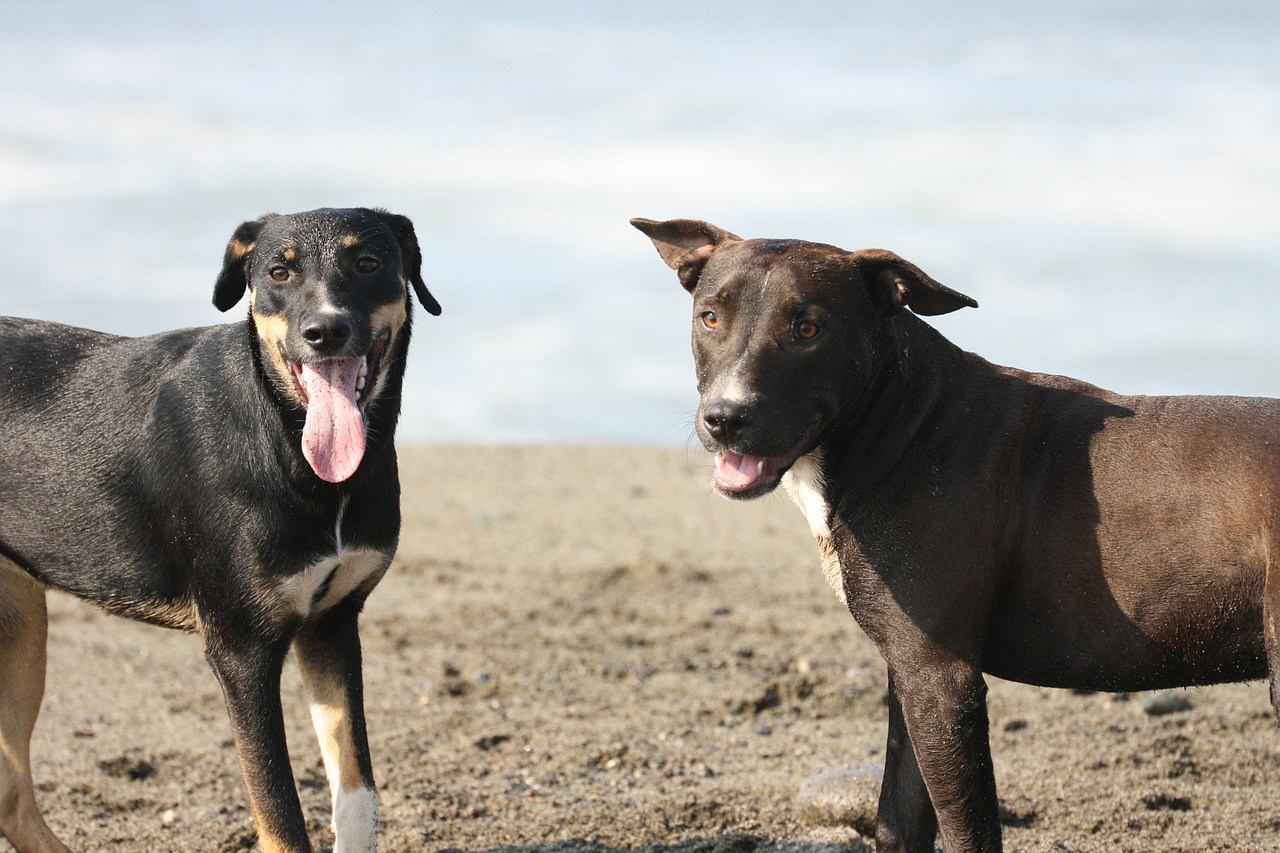 dogs beach animals free photo