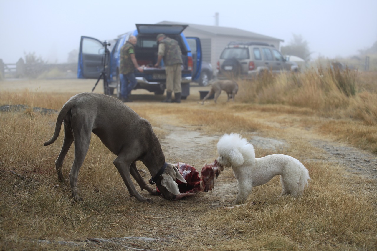 dogs hunting carcass free photo