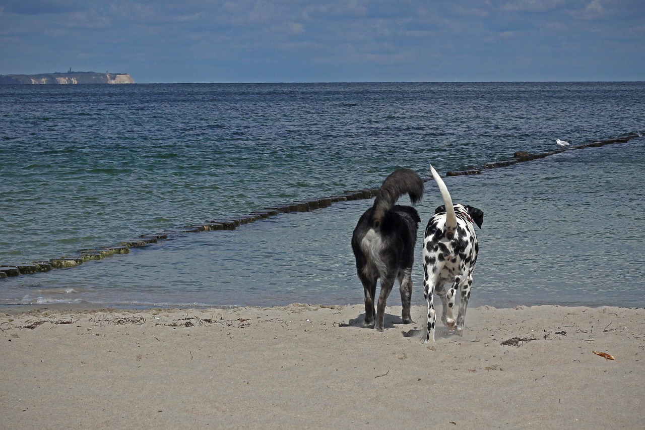 dogs friends beach free photo