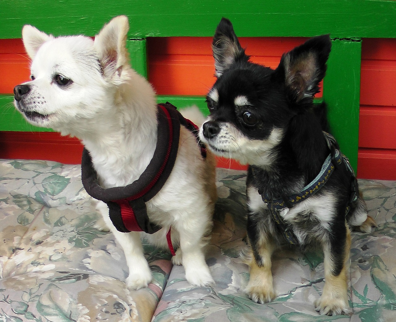 dogs chihuahua couple free photo