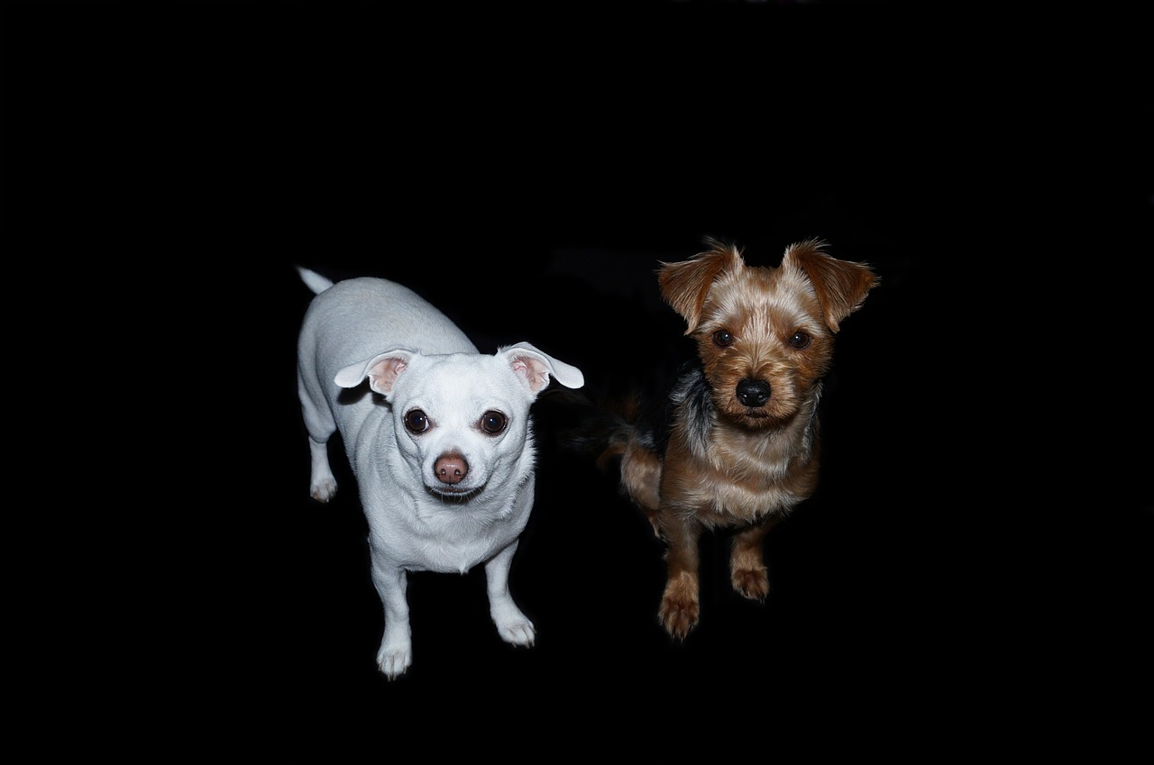 dogs yorkshire terrier chihuahua free photo