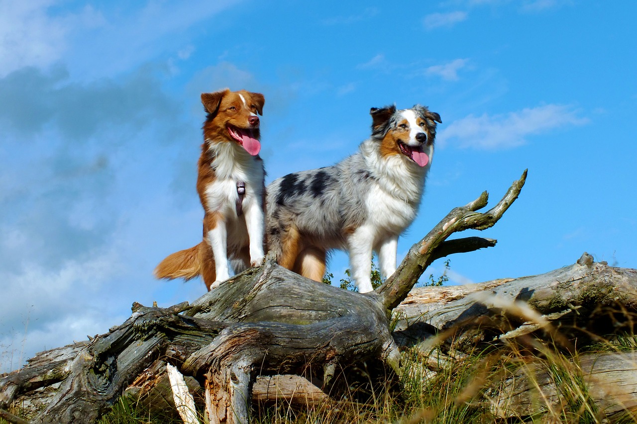 dogs australian shepherd log free photo