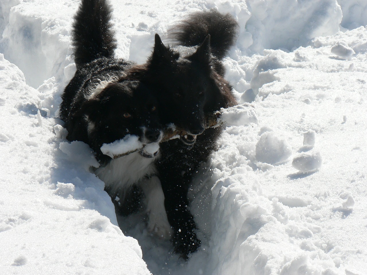 dogs black snow free photo