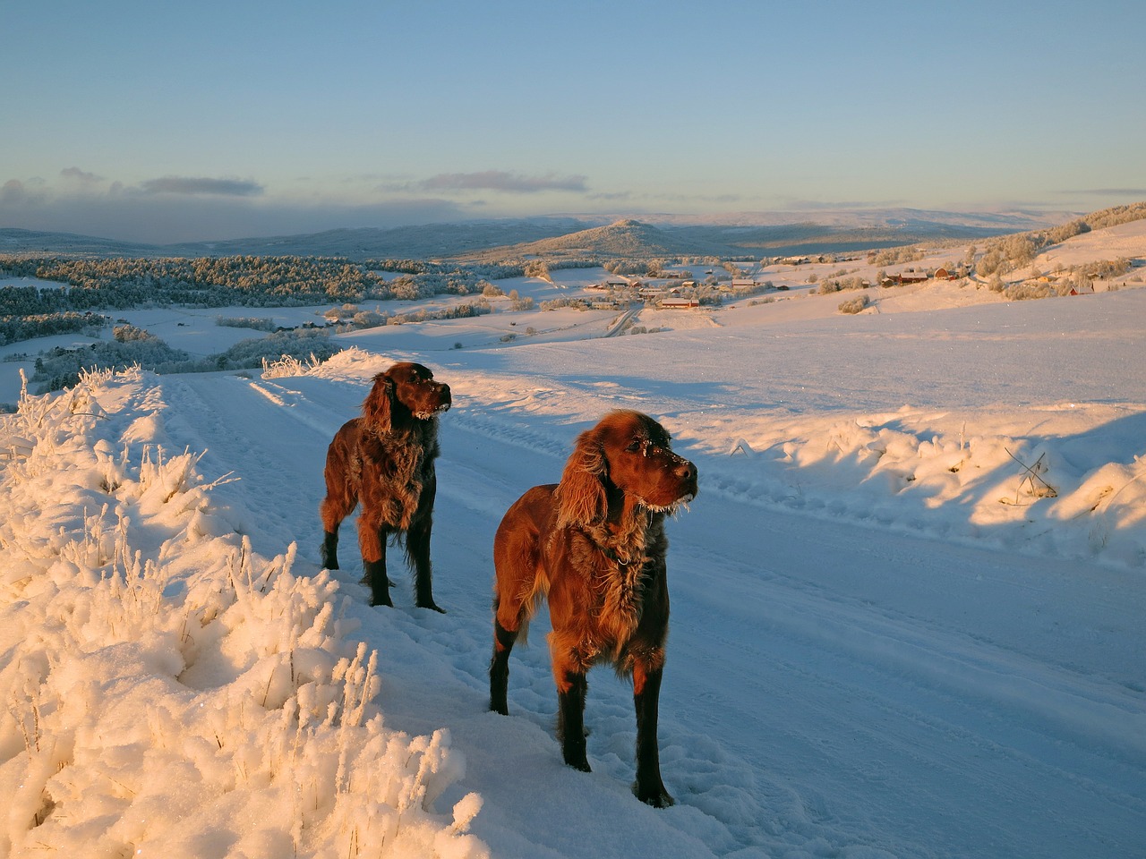 dogs norway winter free photo