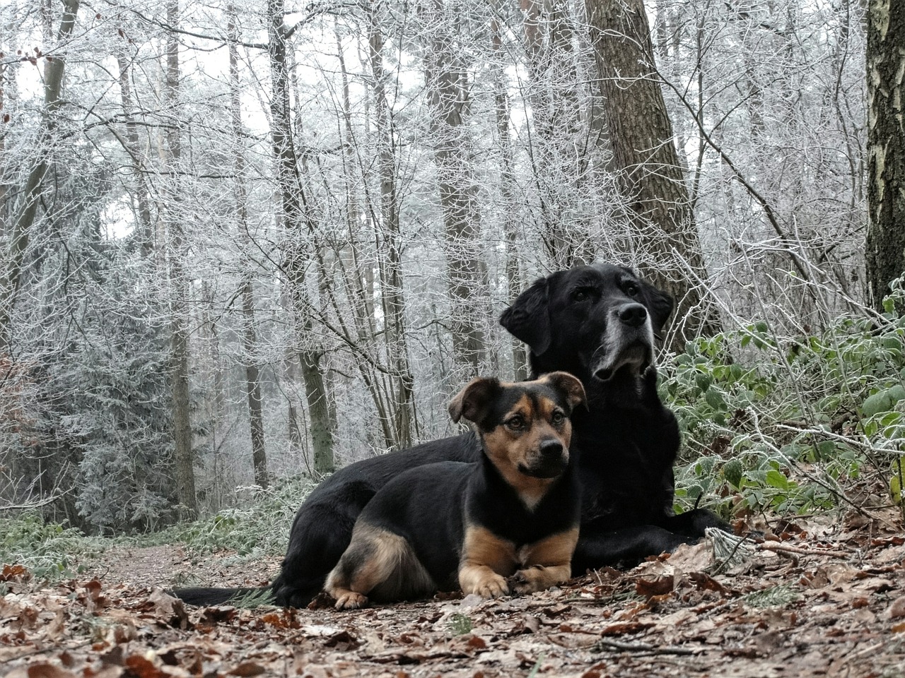 dogs forest nature free photo