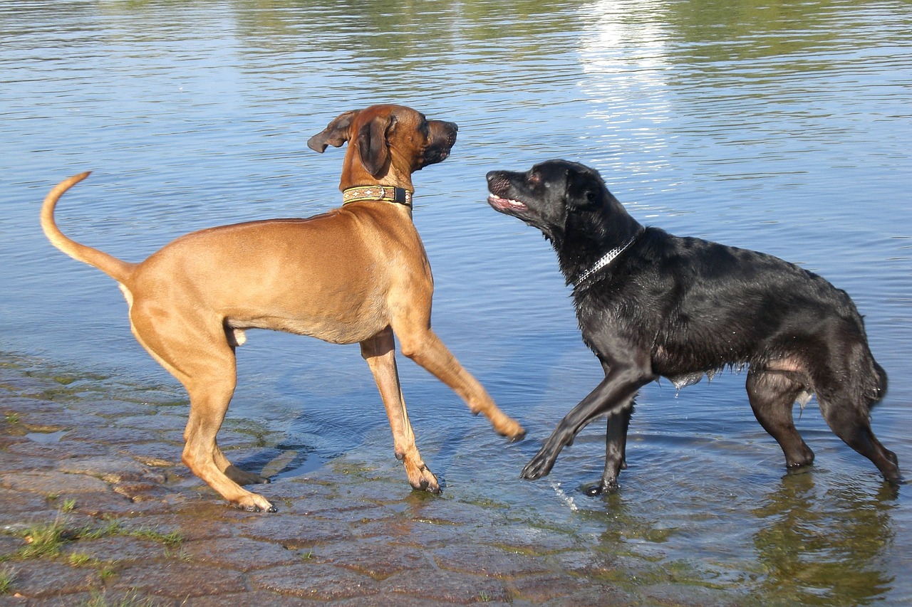 dogs water play free photo