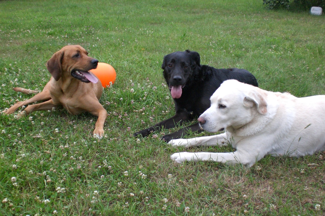 dogs black brown white free photo