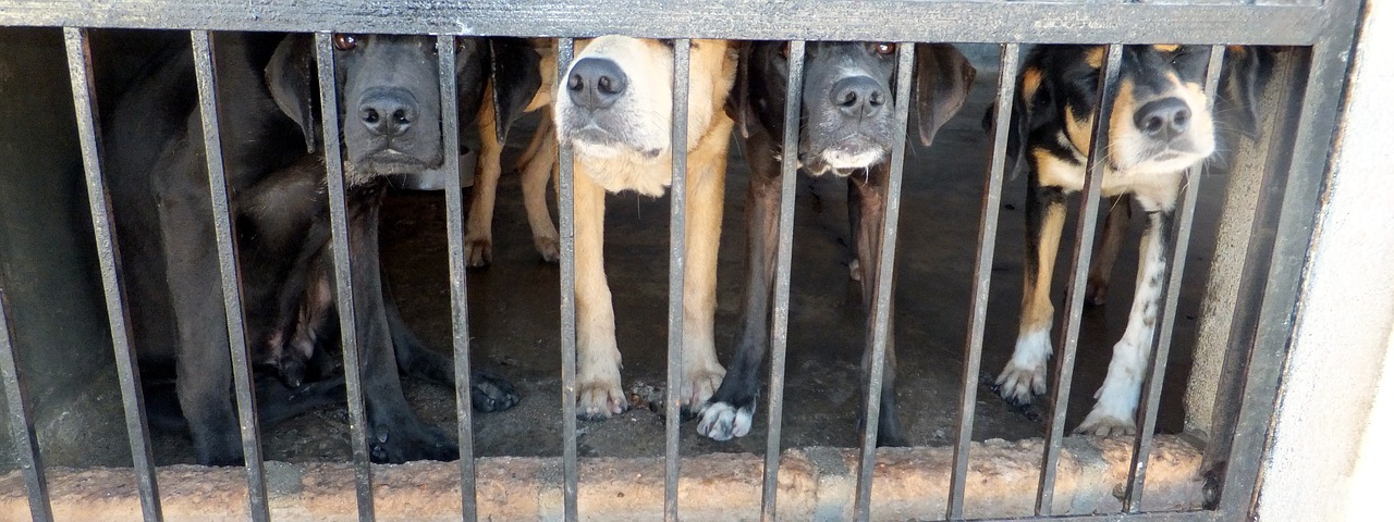 dogs cage sad free photo