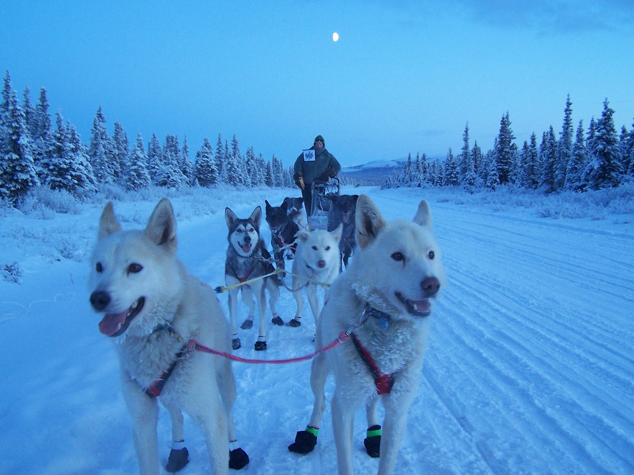 dogs sled team free photo