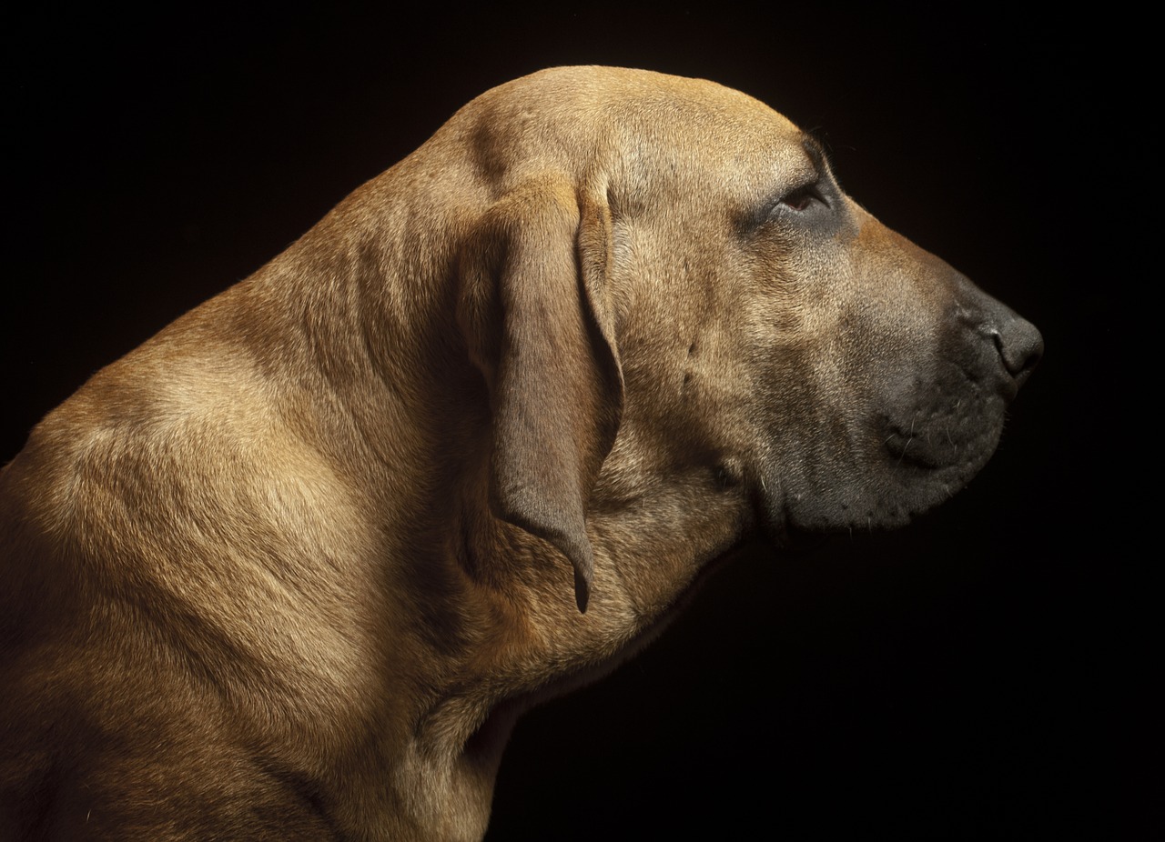 dogs brazilian row dog breeds free photo