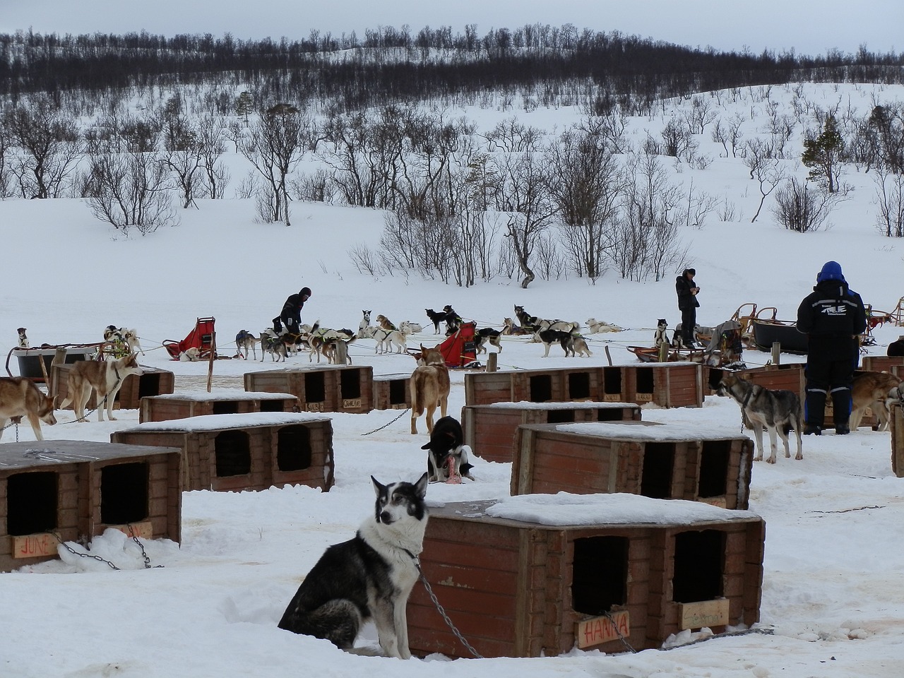 dogs tromsø norway free photo