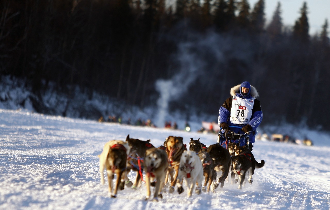 dogs sled team free photo