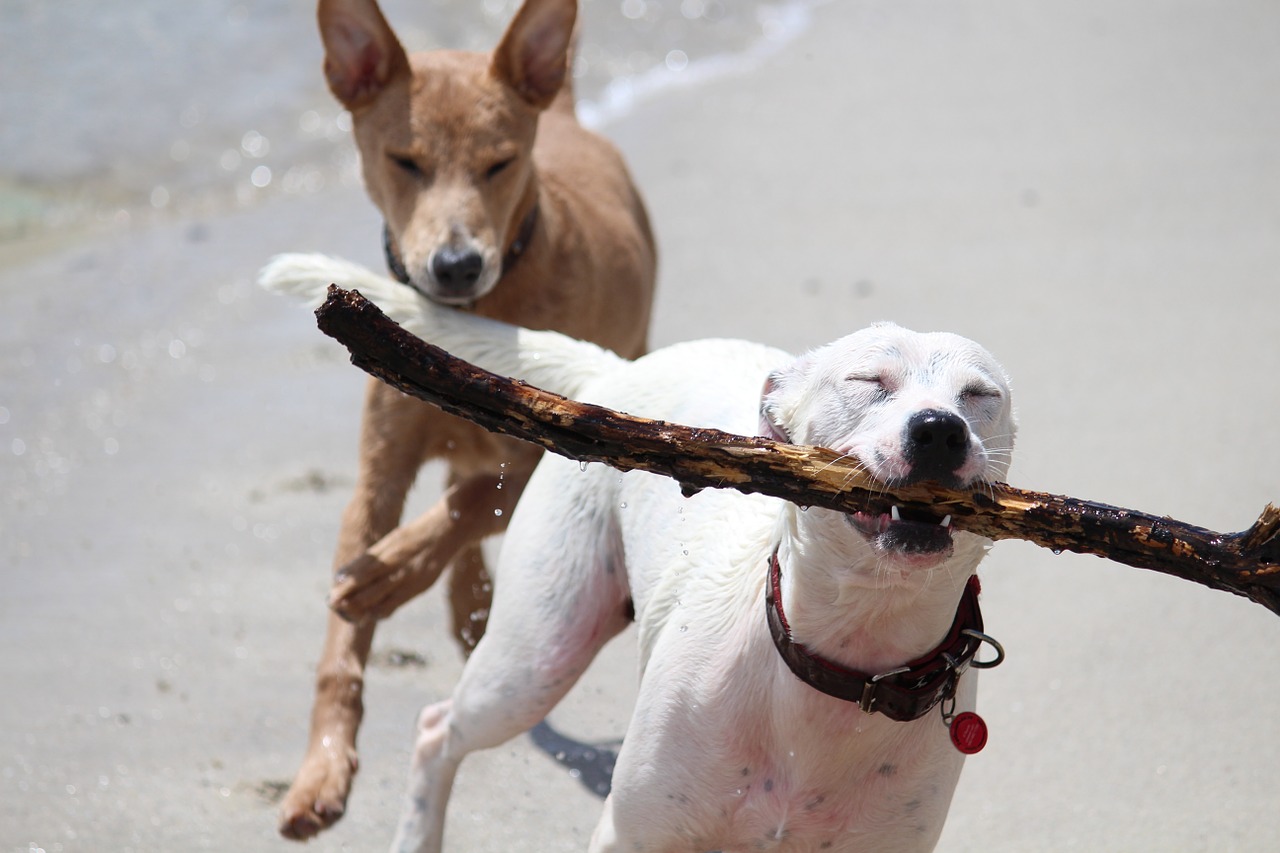 dogs batons play free photo