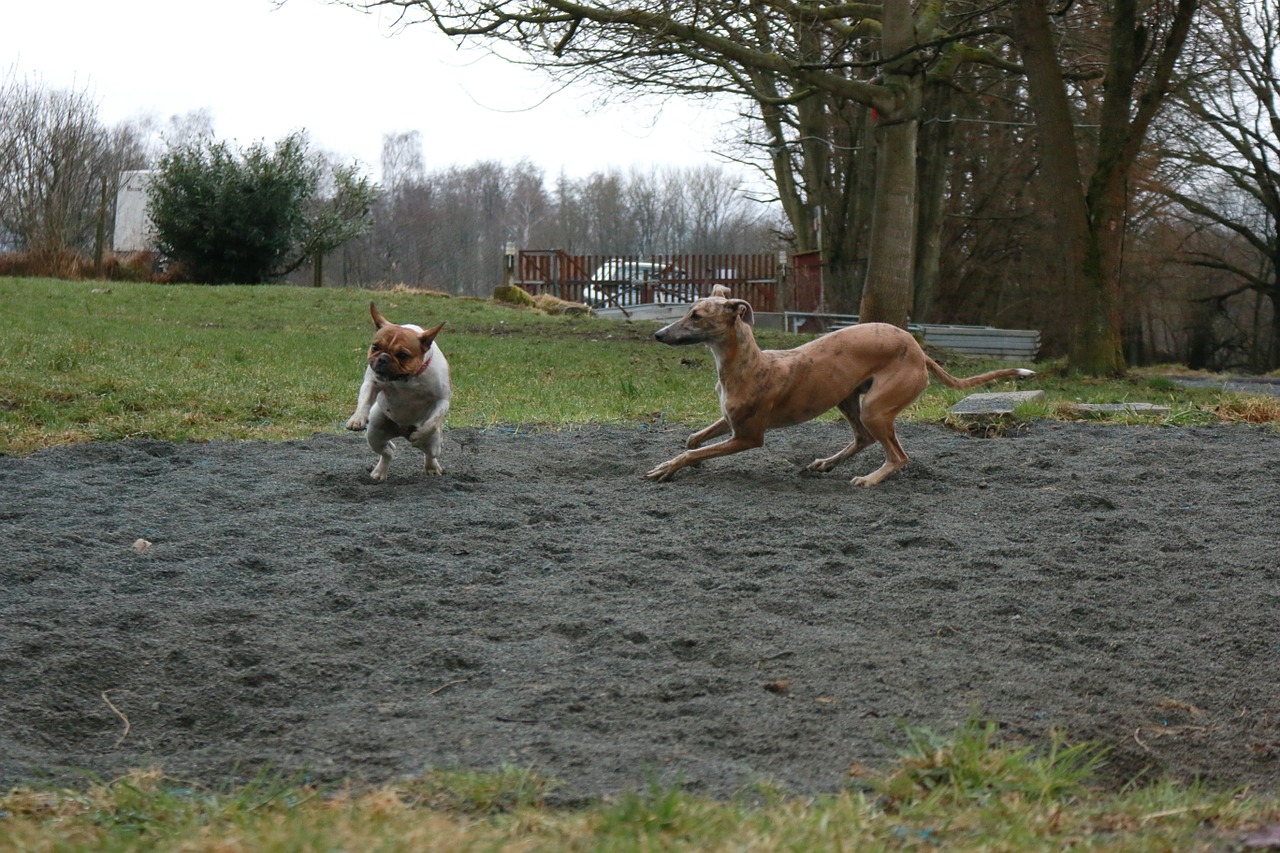dogs play bully free photo
