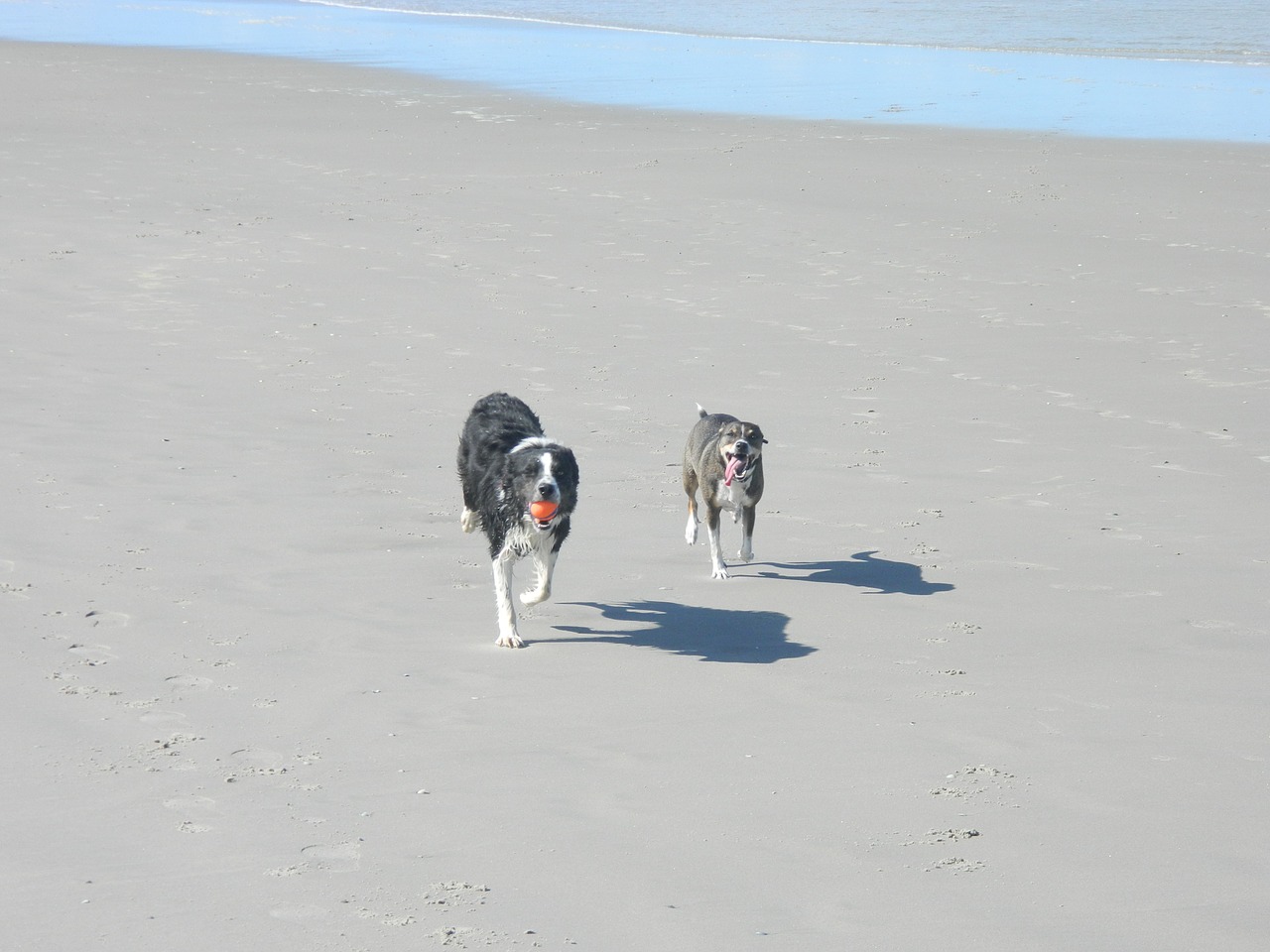 dogs beach dog free photo