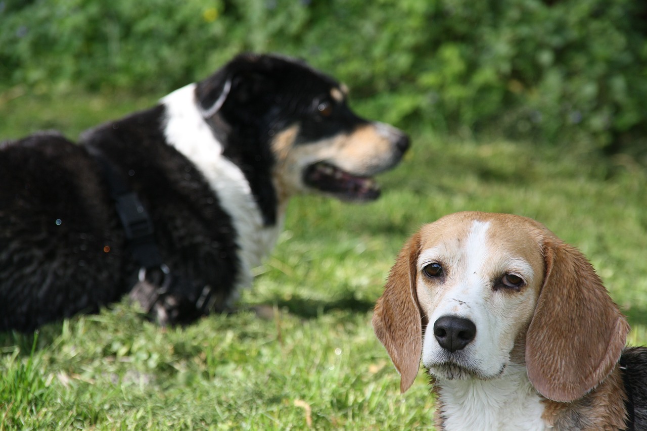 dogs two friends free photo