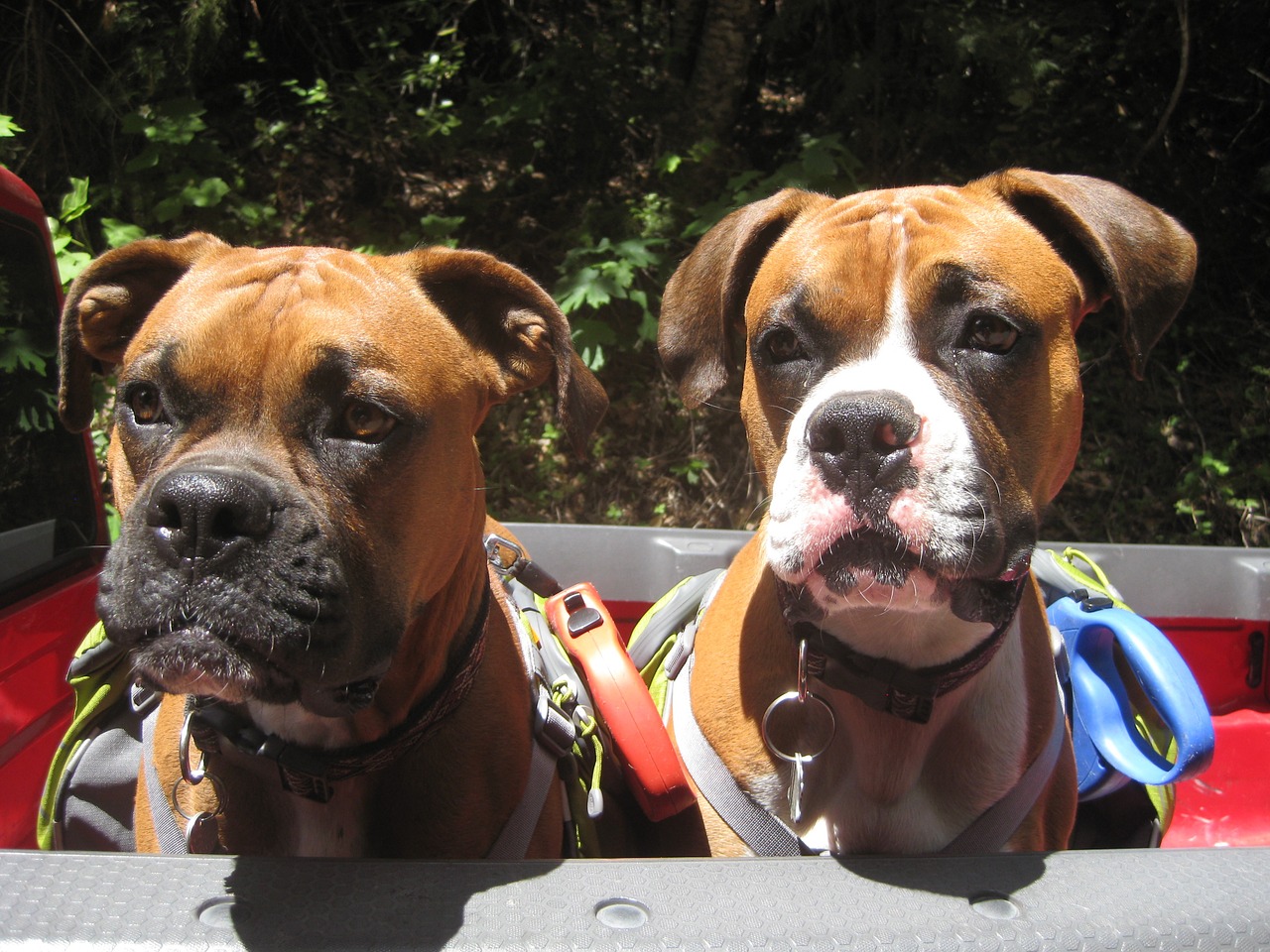 dogs boxer dog brothers free photo