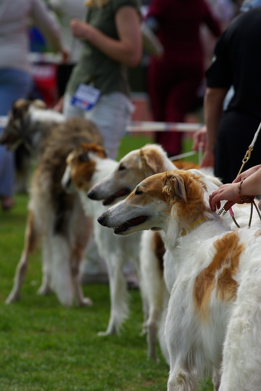 dogs dog show russian wolfhound free photo