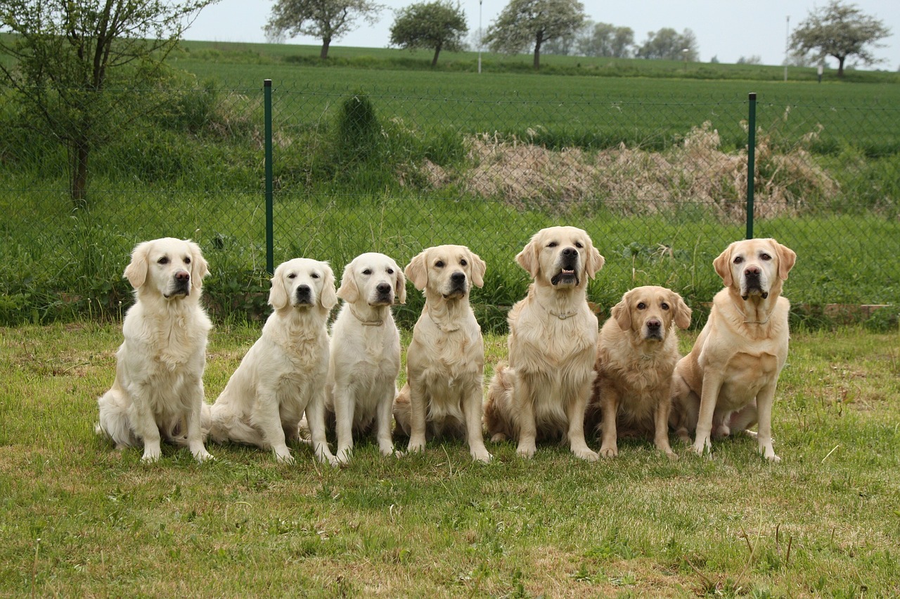 dogs golden retriever pack free photo