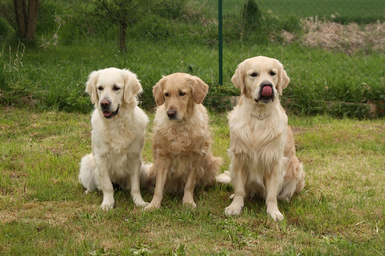 dogs golden retriever pack free photo